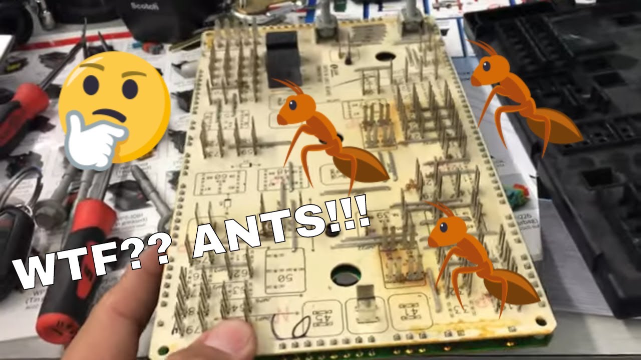 CHEVY EXPRESS MISFIRES ANTS IN FUSE BOX