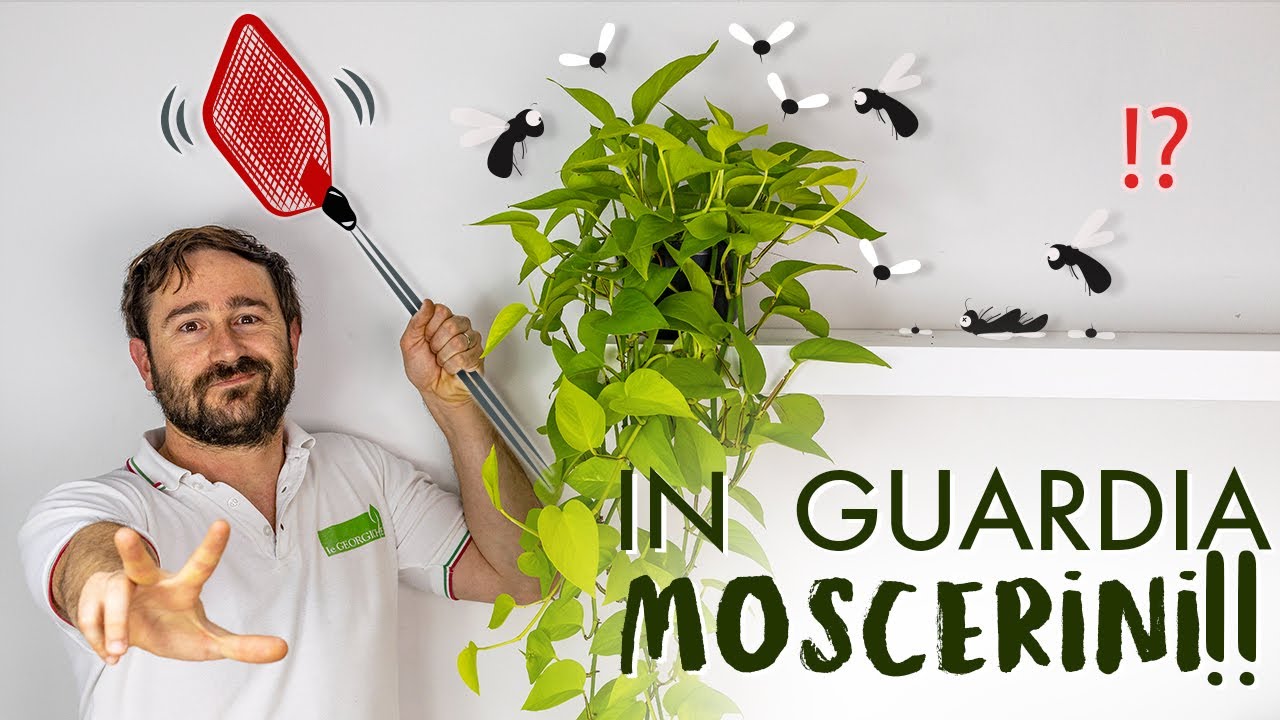 Moscerini sulle piante? Ecco 3 MODI PER LIBERARSENE!