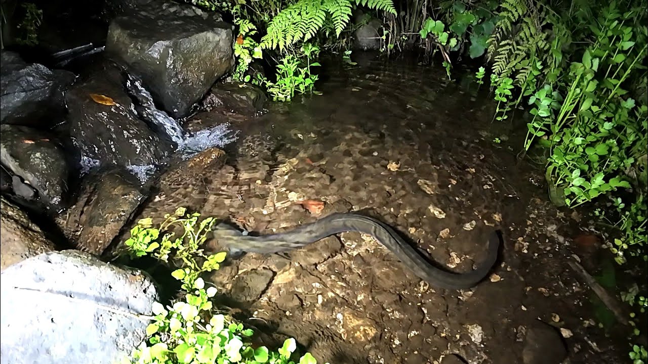 Feeding Eels 31 Jan 2026