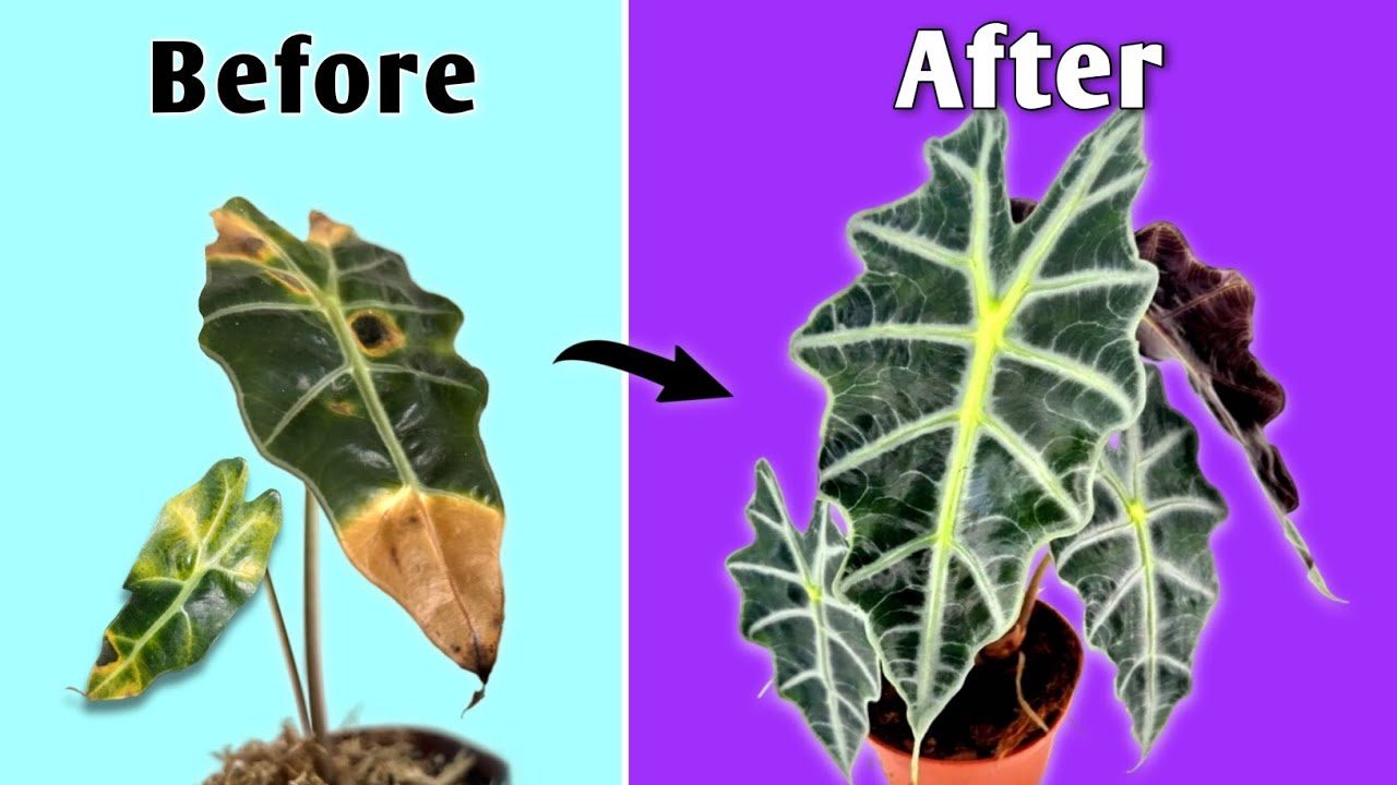 3 MISTAKES Killing Your Alocasia Plants! - Alocasia Plant Care Tips Indoor