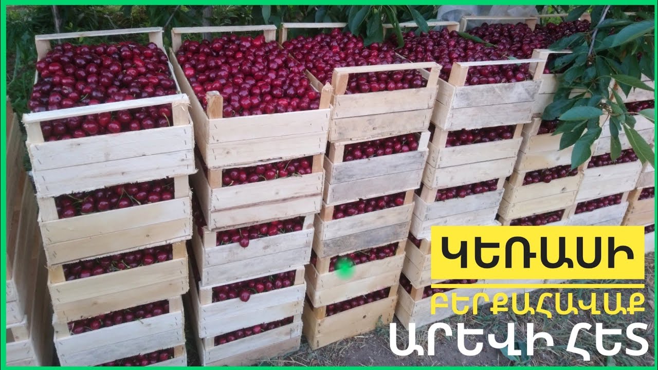 Կեռասի բերքահավաք ։Իմ օրը։