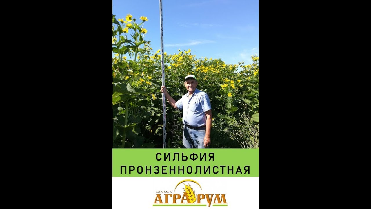 Сильфия пронзеннолистная: Методика выращивания