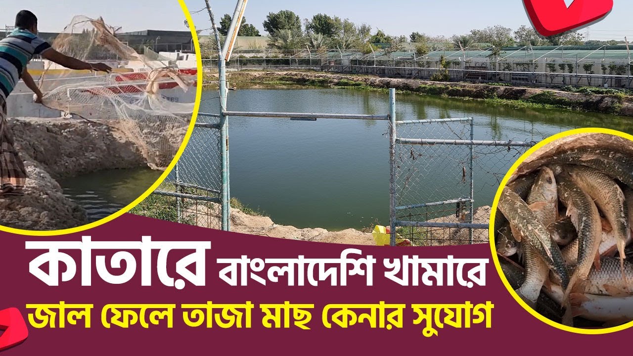 কাতারে হাঁস-মুরগি ও মাছের বাংলাদেশি খামারে জাল ফেলে মাছ ধরা এবং কেনার সুযোগ প্রবাসীদের জন্য। Qatar