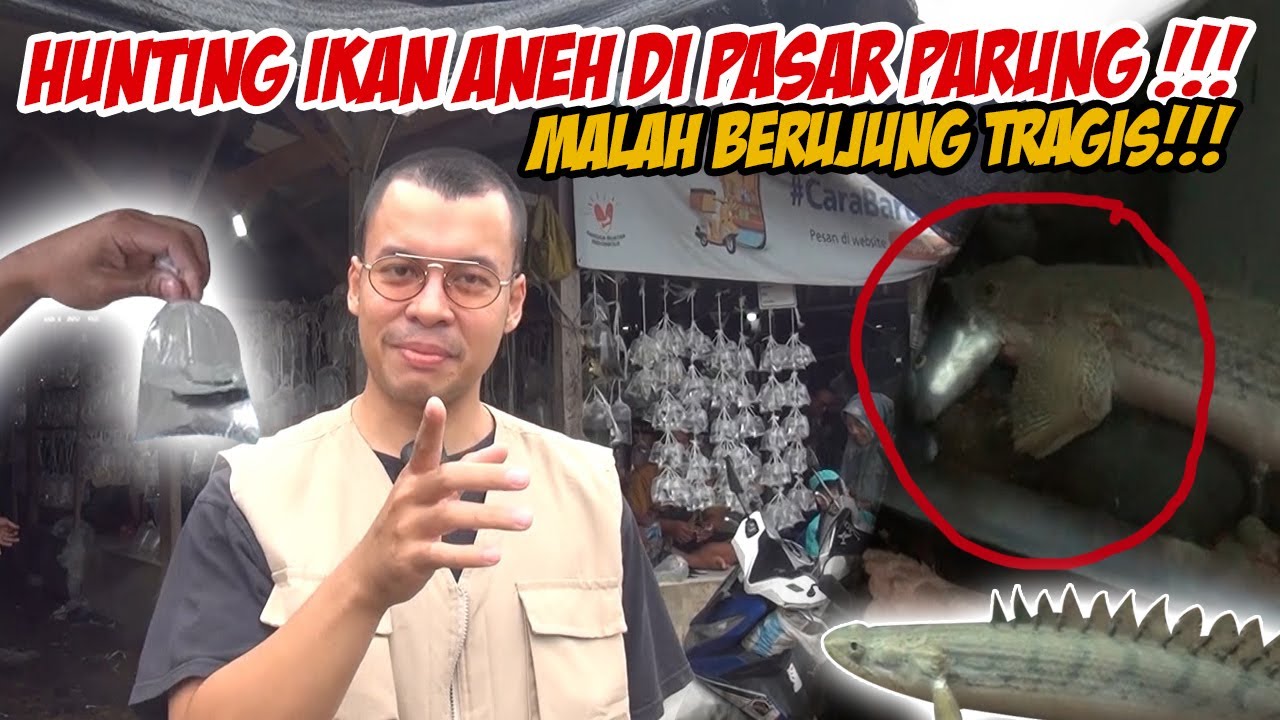 HUNTING IKAN ANEH DI PASAR IKAN PARUNG !! MALAH BERUJUNG TAGIS ??
