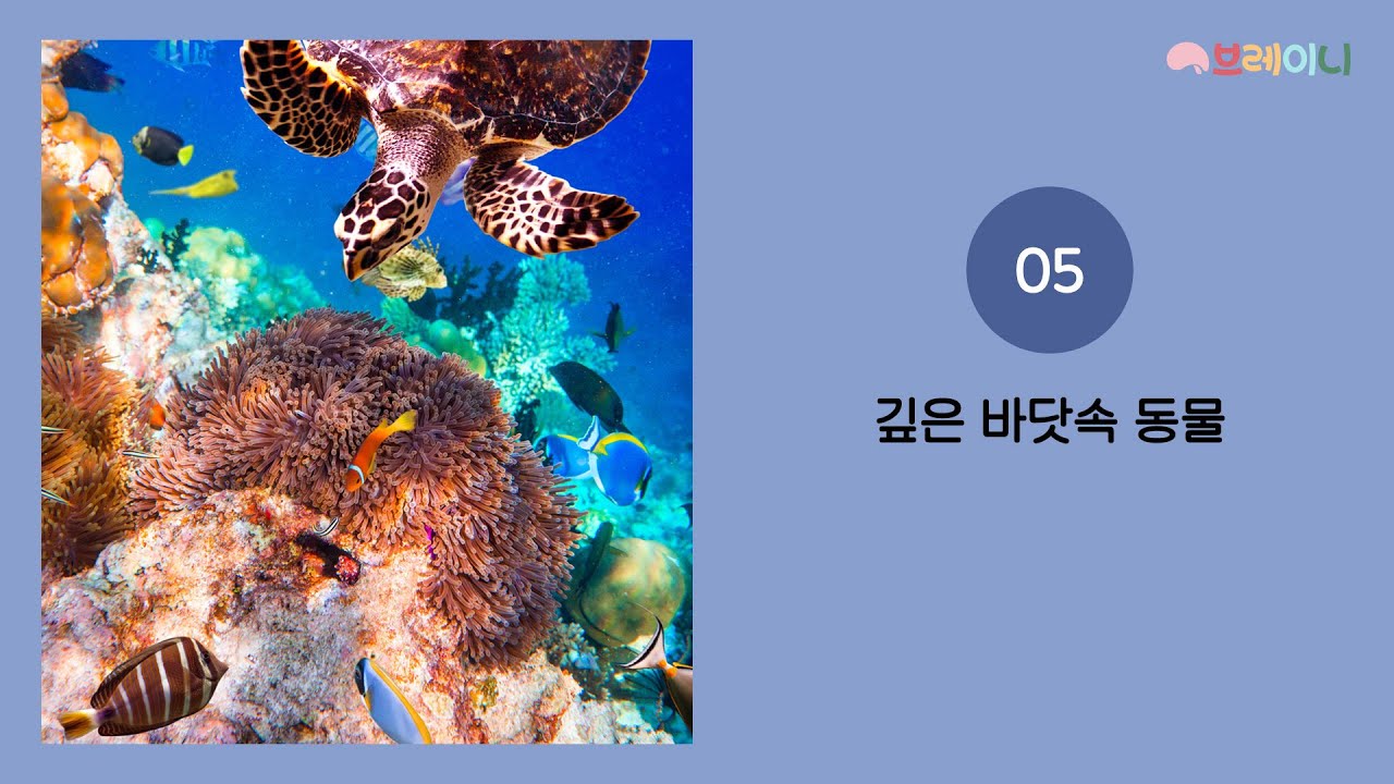 브레이니_2세_5호_탐구이미지북_깊은 바닷속 동물