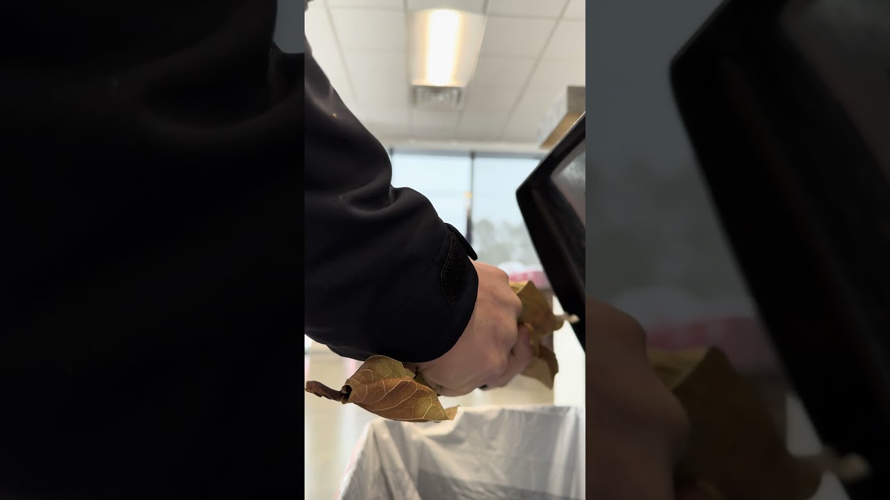 Oddly satisfying giant dry leaf crunch for ASMR SFX