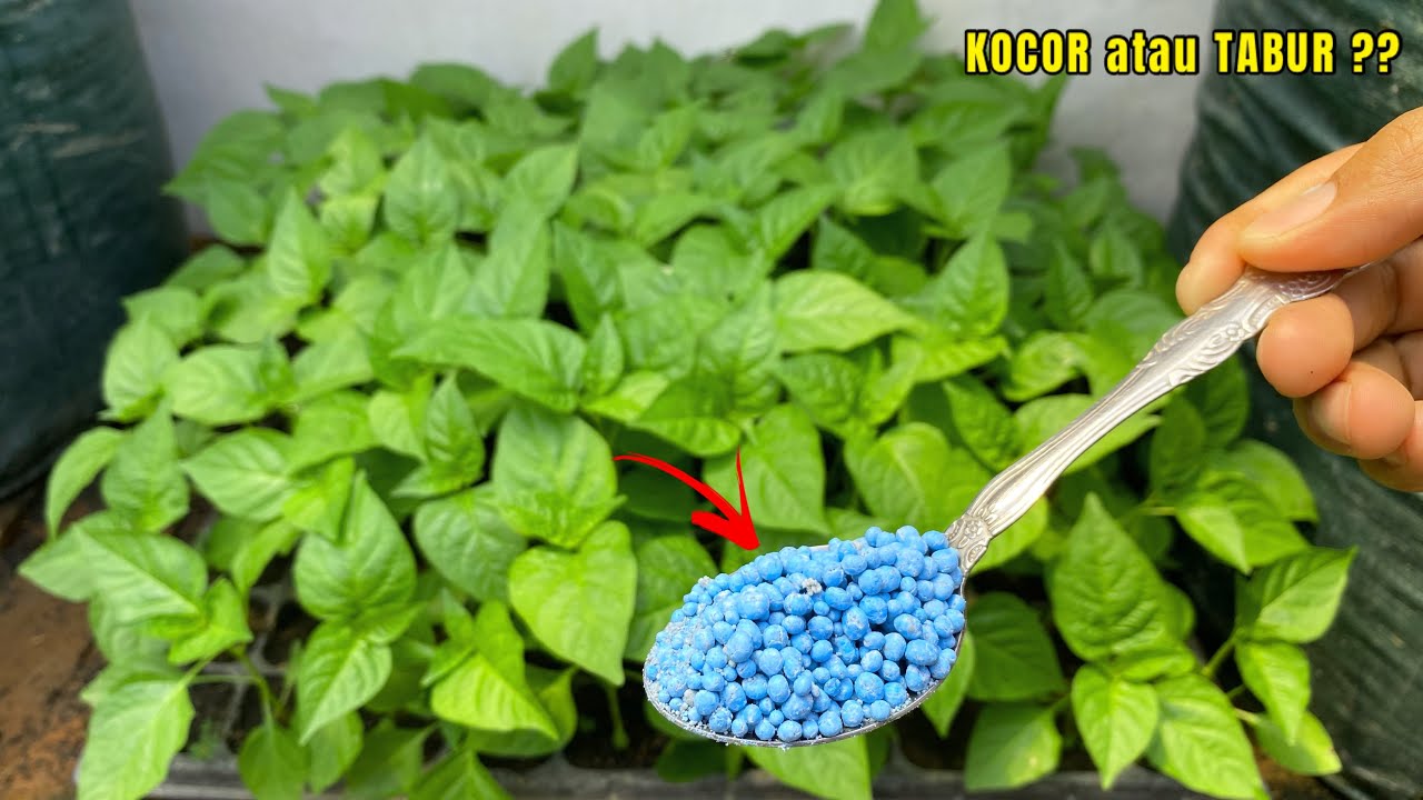 Lengkap Cara Perawatan Semai Cabe Dari Nol Sampai Siap Pindah Tanam