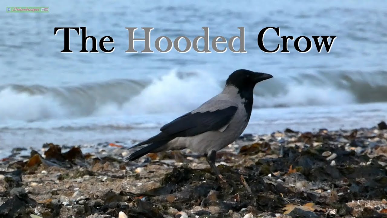 The Hooded Crow - Irish Wild Bird Info Film