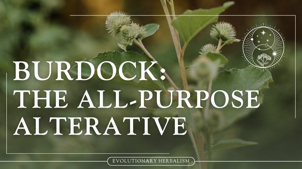 Burdock: The All-Purpose Alterative
