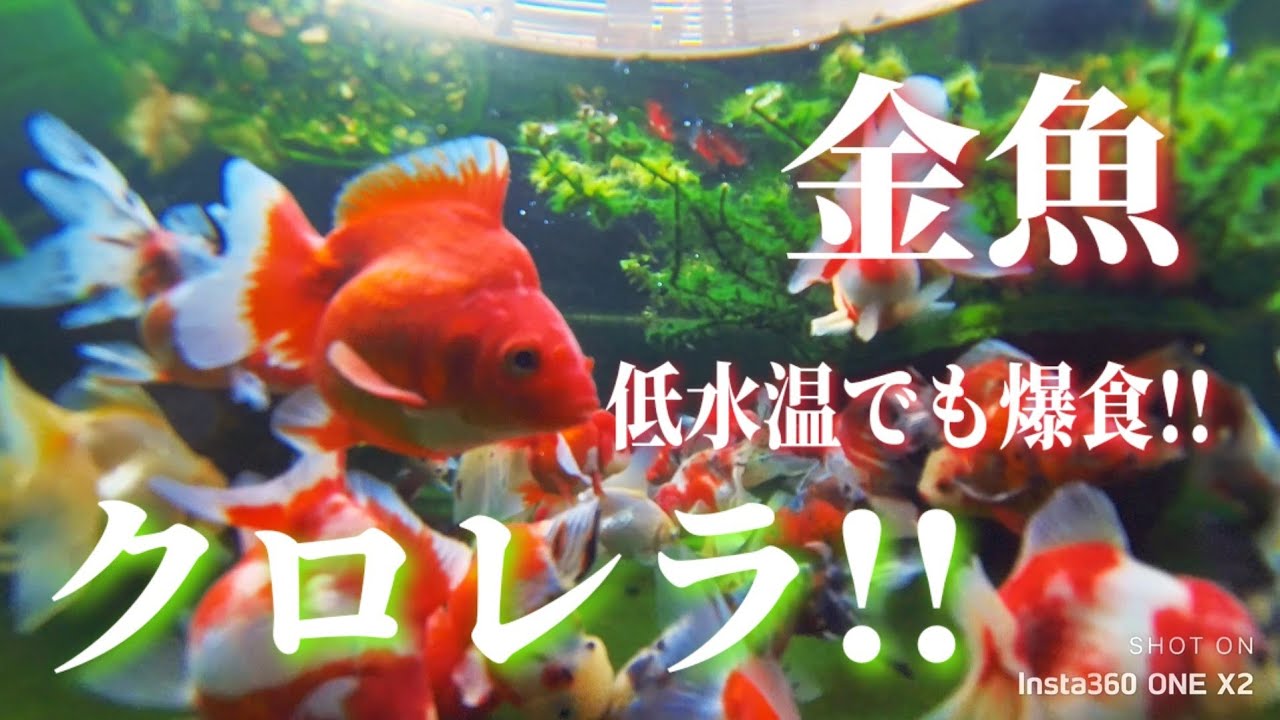 【金魚】冬の寒さにも負けずクロレラを爆食!!