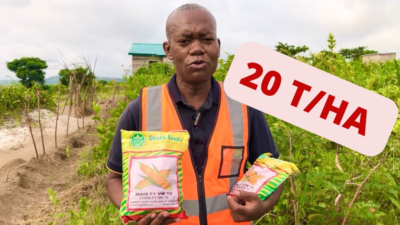 Obtenez 20 Tonnes de Mais par Hectare avec cette Semence Améliorée