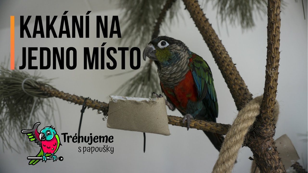 Jak naučit papouška kakat na jedno místo
