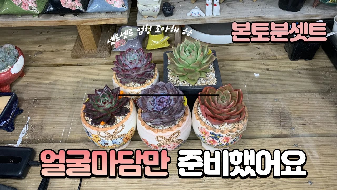 260123[다육식재] #본토화분에 외두아이들 또! 심어주었어요~ (생장등아래로 뫼실께요)