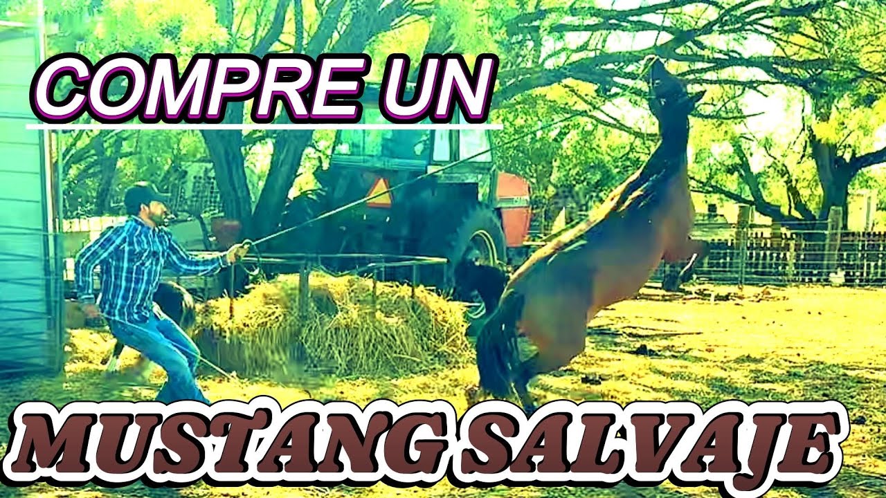 Compre un CABALLO SALVAJE // COMPRE UN MUSTANG 