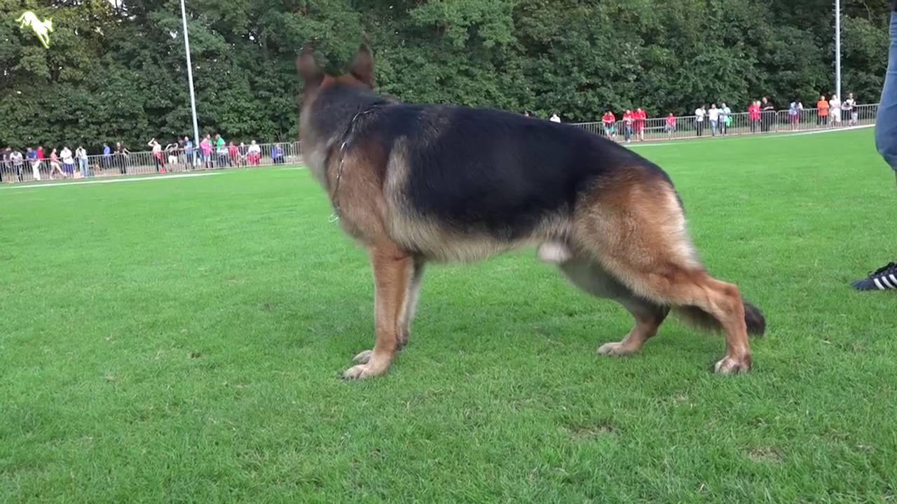 Max vom Team Arlett   SV Bundessiegerzuchtshow BSZS 2016   GHKLR   Ergebnis
