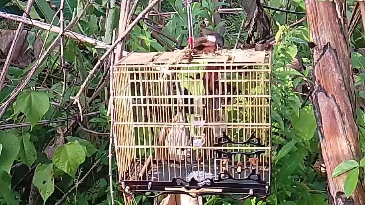 Batatinha na pegada do preto malandro foi sal 8 junho 2025