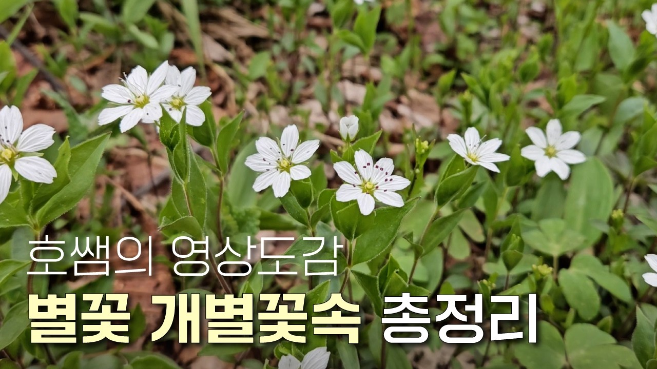 EP.148 | 별꽃속 개별꽃속 총정리 +)정리표 첨부!