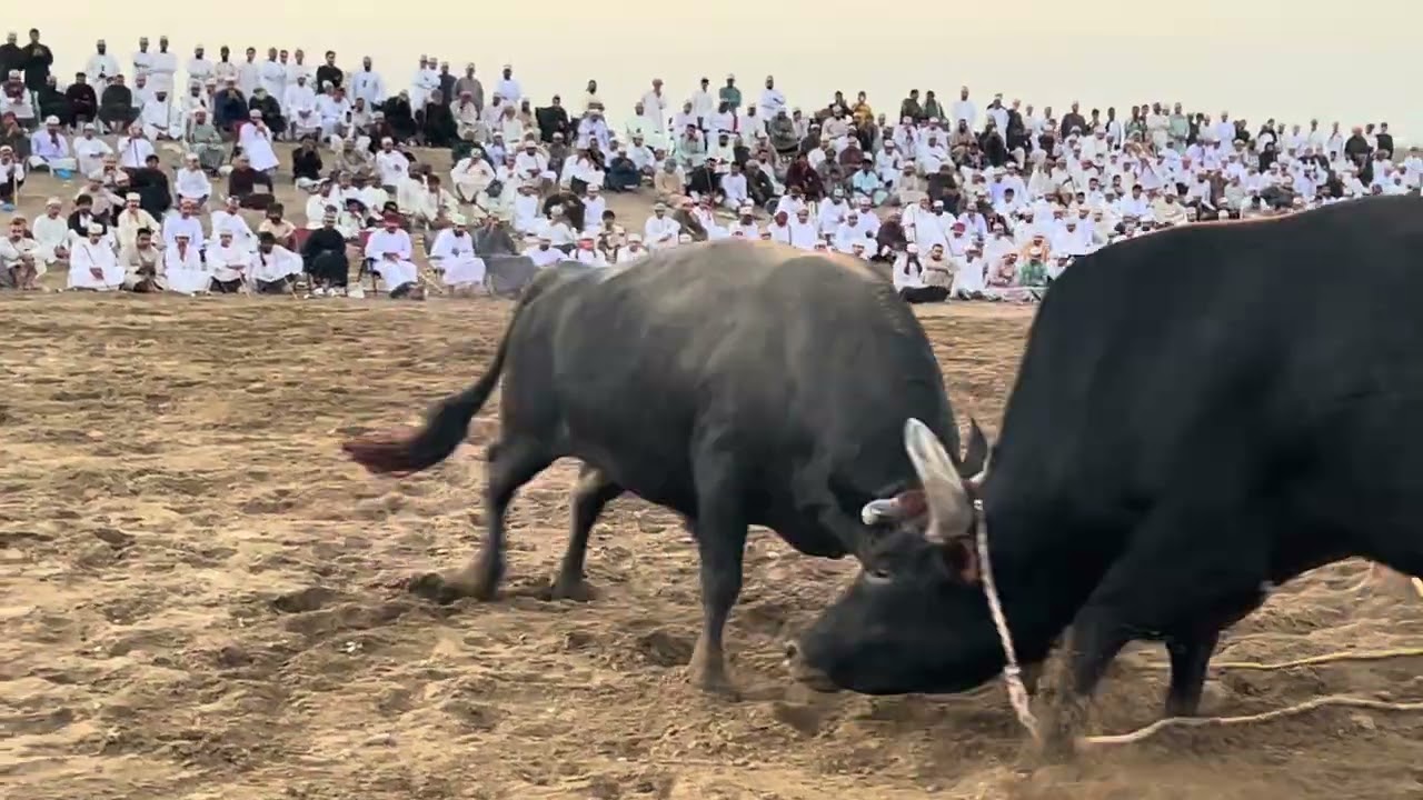 الشبابي & الشبابي 