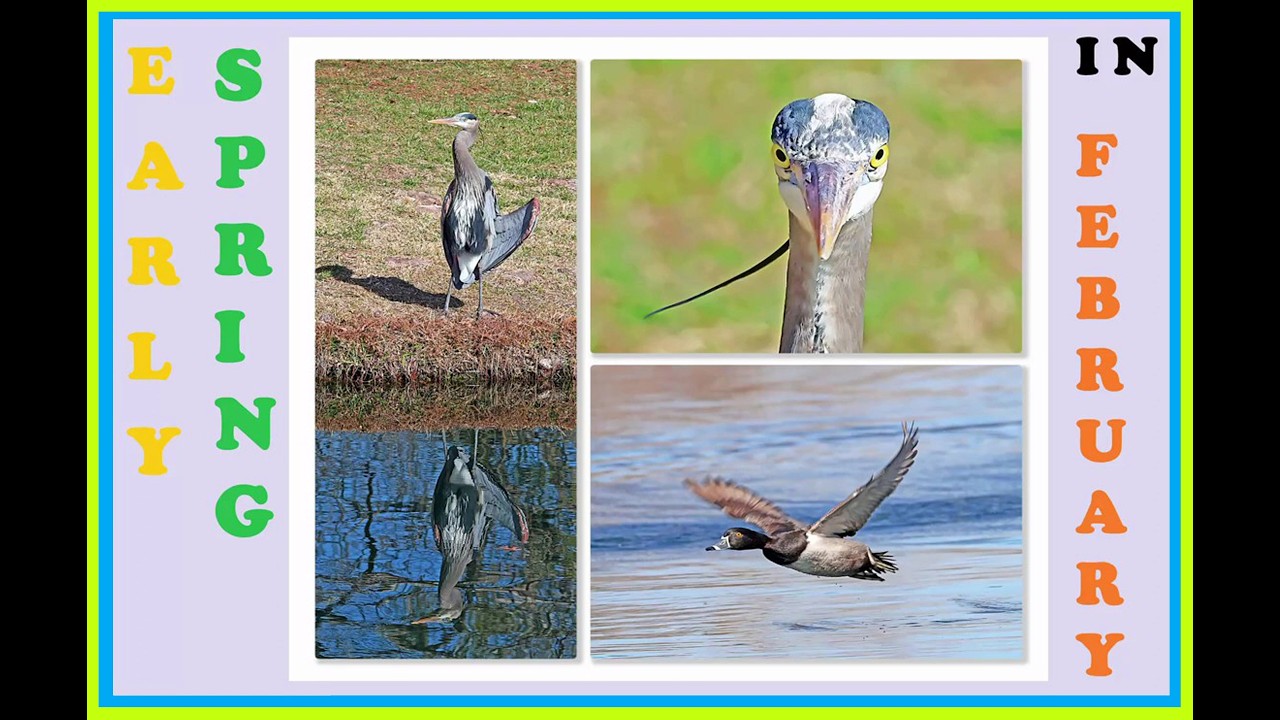 Early Spring in February Ring necked Ducks and Great Blue Heron