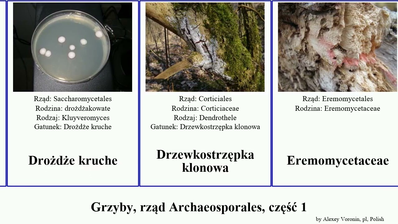Grzyby, rząd Archaeosporales, część 1 kruszownica głownia fungus pisi hansenii maydis parasitica