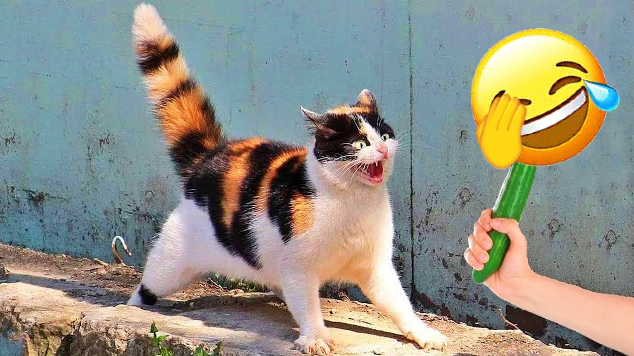 You Laugh You Lose 😛 Funniest Cats and Dogs 2026😻🐶