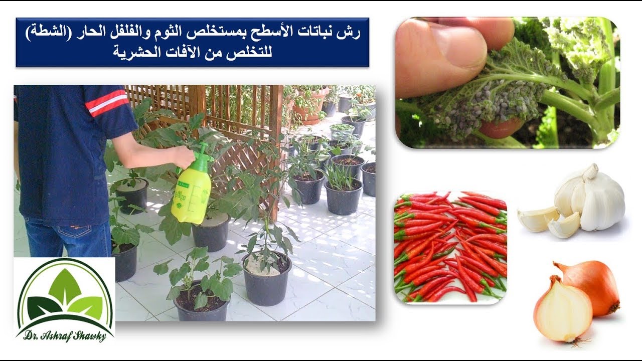 (84) التخلص من الذبابة البيضاء وحشرة المن بمستخلص الثوم وقشر الليمون | طريقة آمنة | زراعة الأسطح