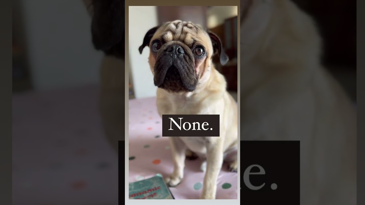 An honest pug 😘 #honesty #pugs #funnyanimal #cutedog #boring #loyalty #pets #youtubeshorts #shorts
