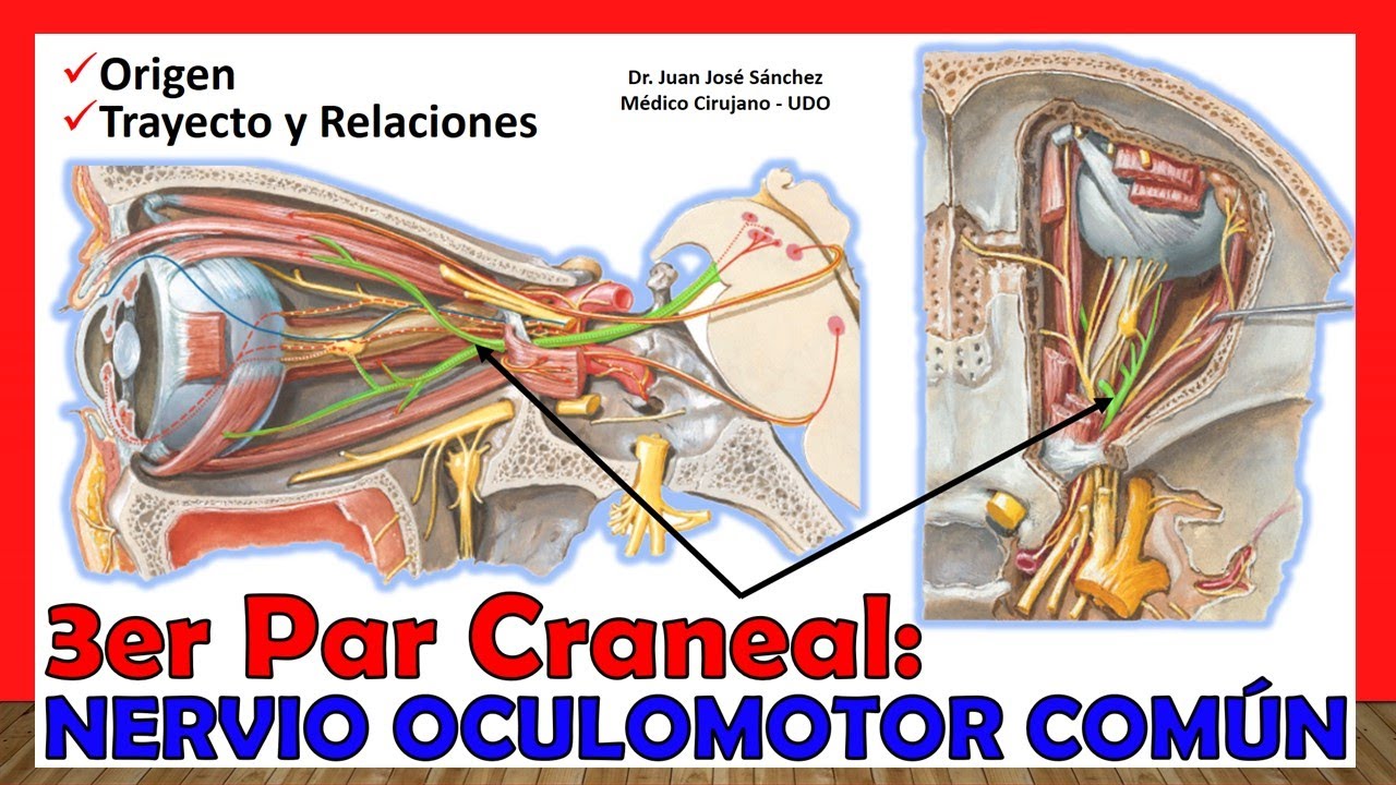 🥇 3er Par Craneal - NERVIO OCULOMOTOR COMÚN. ¡Explicación Fácil y Sencilla!
