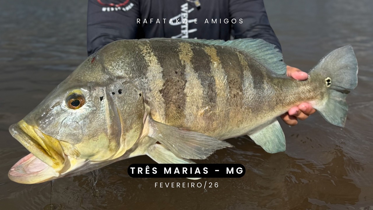 12 HORAS DE VIAGEM PRA ENCONTRAR COM ESSE PEIXE! Três Marias é demais!