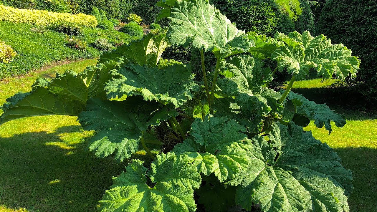 Gunnera manicata/brazylijska. Olbrzym wśród bylin