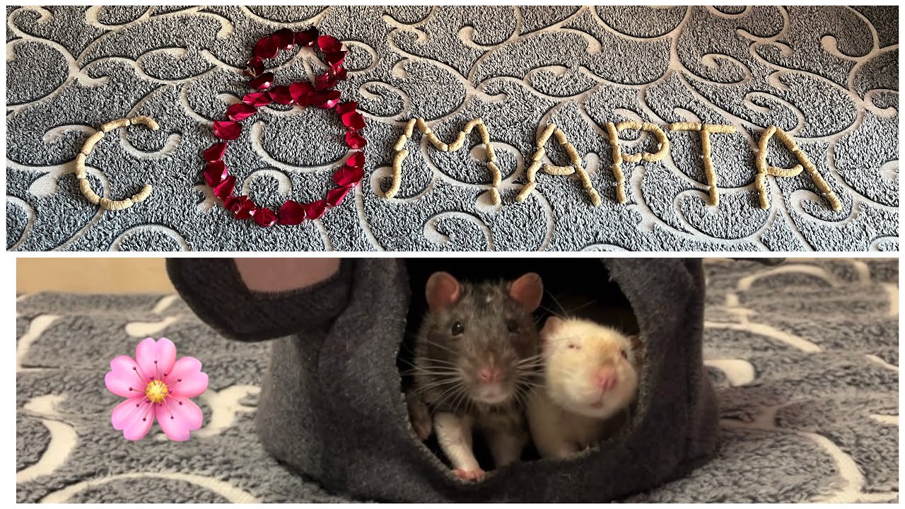 С 8 марта! Мурочка, Нафаня и Степашка поздравляют подписчиц 🌸 #крысы #rats #праздник #8марта 