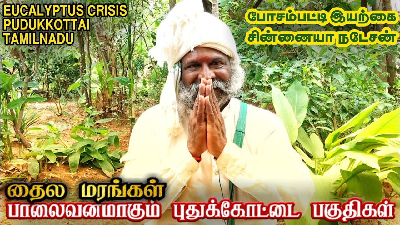 தைல மரங்கள் . பாலைவனமாகும் புதுக்கோட்டை பகுதிகள் | Eucalyptus Crisis #pudukkottainews #arimalam