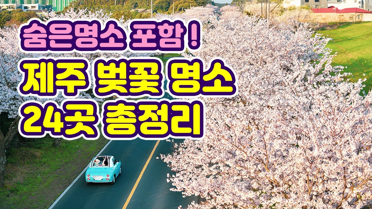 제주 벚꽃 명소 24곳 총정리! 3월 4월 제주도 여행은 벚꽃길 [제주시, 동쪽, 서쪽, 서귀포 가볼만한곳] jeju island trip