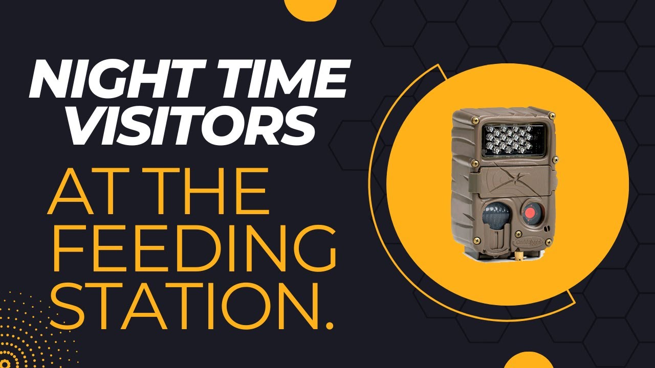 Night time visitors at the feeding station live
