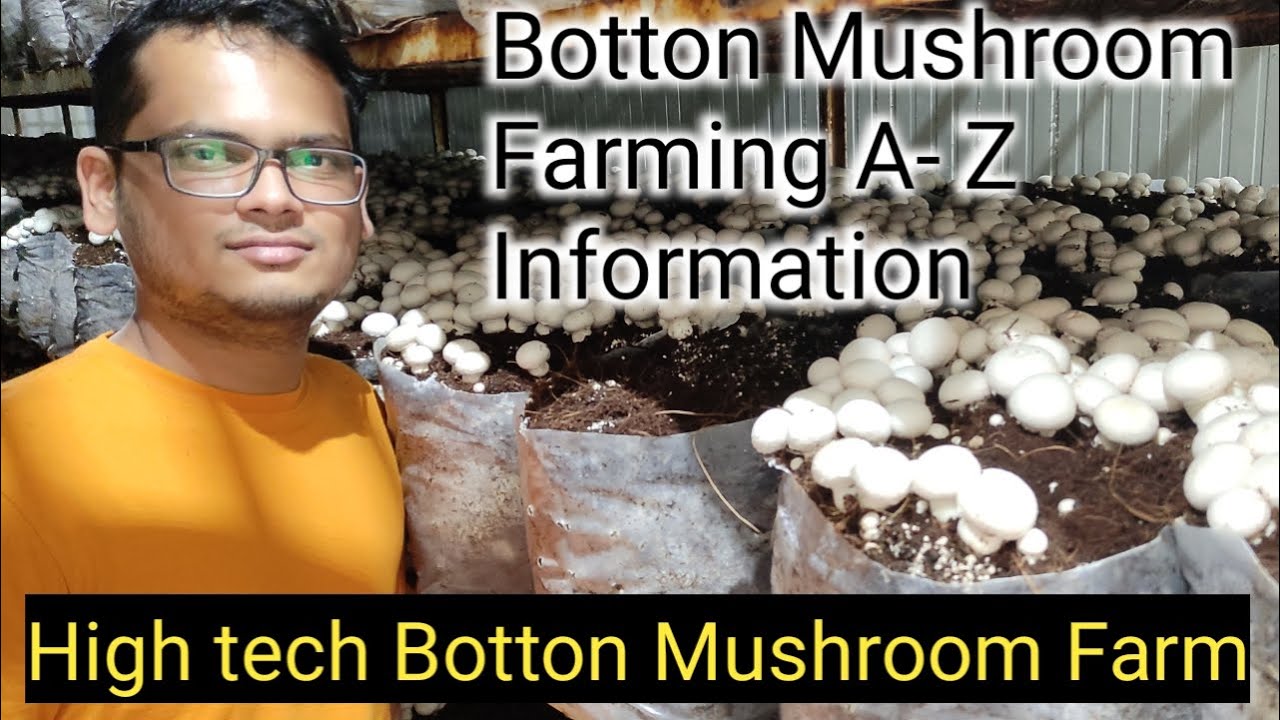 Hi Tech A.C Mushroom Farm at pune | Button Mushroom Farming की A to Z जानकारी | Successful  Farmer