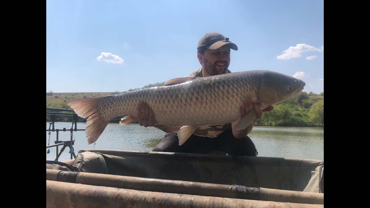 Koca Koca Sazanları Çekmeye Yetişemedim #carpfishing #sazanavi #sazanavı #fishing #grasscarp