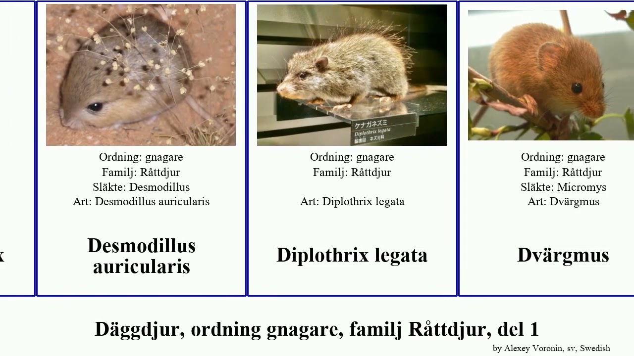 D&auml;ggdjur, ordning gnagare, familj R&aring;ttdjur, del 1 gerbillus apodemus acomys hamster mammal indica