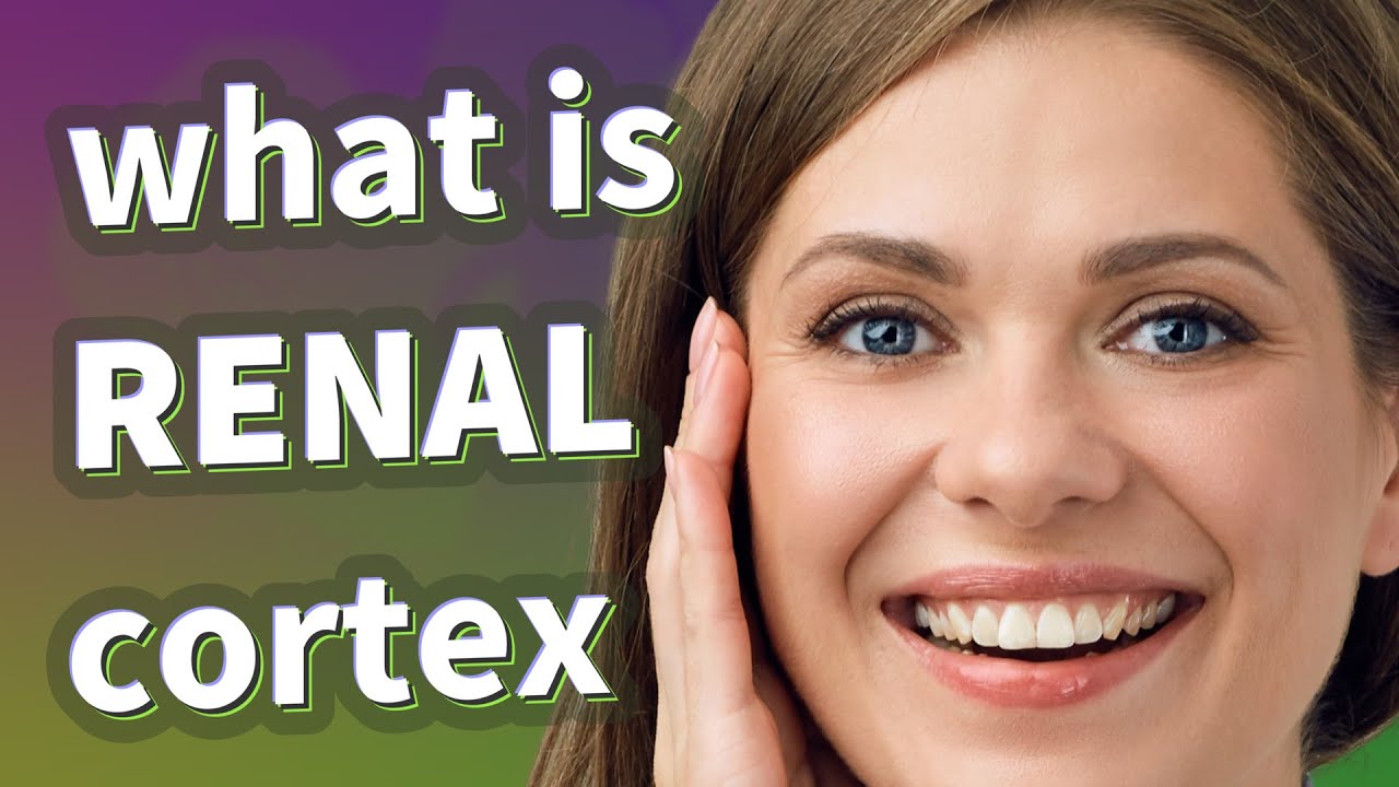 Renal cortex | meaning of Renal cortex
