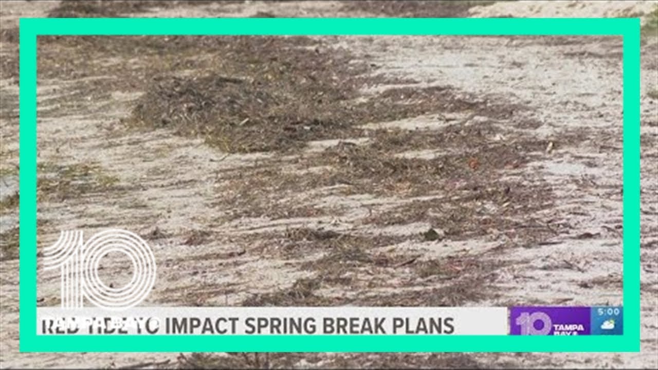 Researchers: Red tide will get worse as it creeps up coast of Tampa Bay area's popular beaches