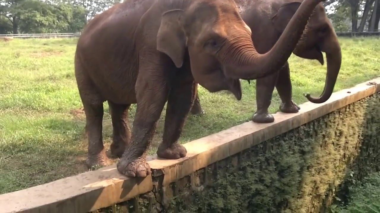 Gajah : Ragunan Zoo