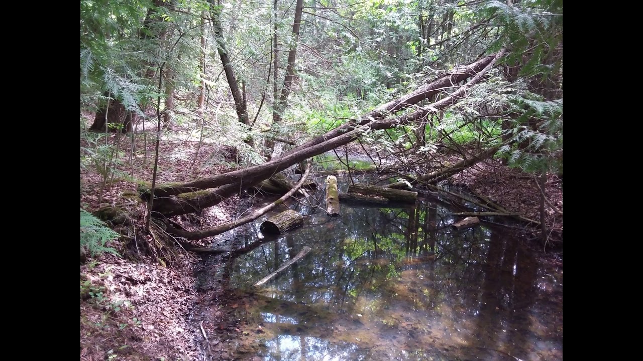 Scanlon Creek Conservation Area 2020