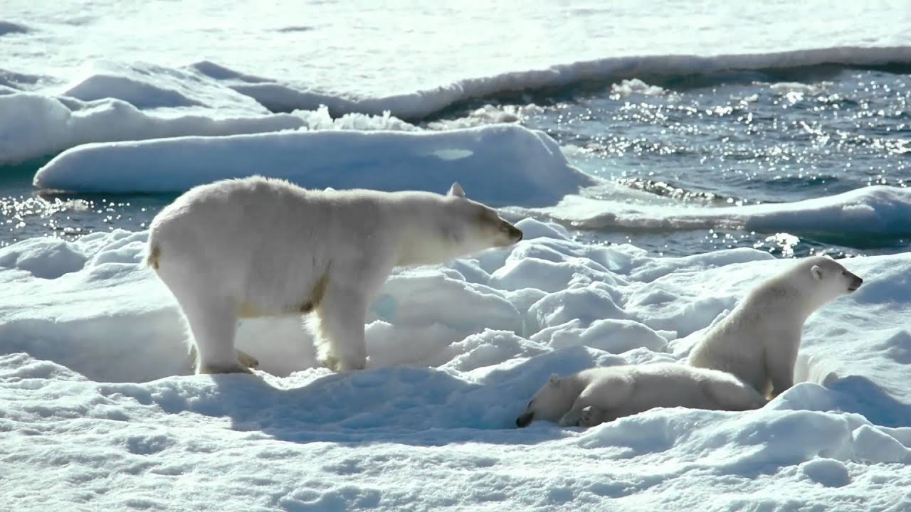 To The Arctic 3D Official Trailer 2 [HD]: Meryl Streep & Family Of Polar Bears Surviving The Arctic