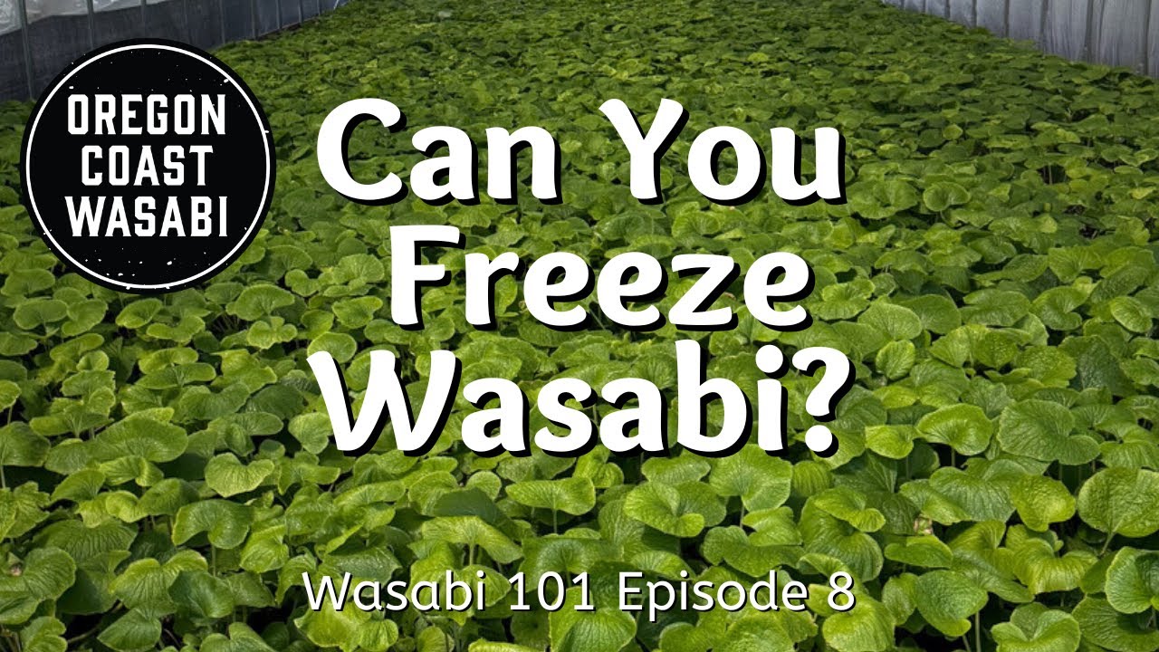 Can You Freeze Wasabi? - Wasabi 101 Episode 8