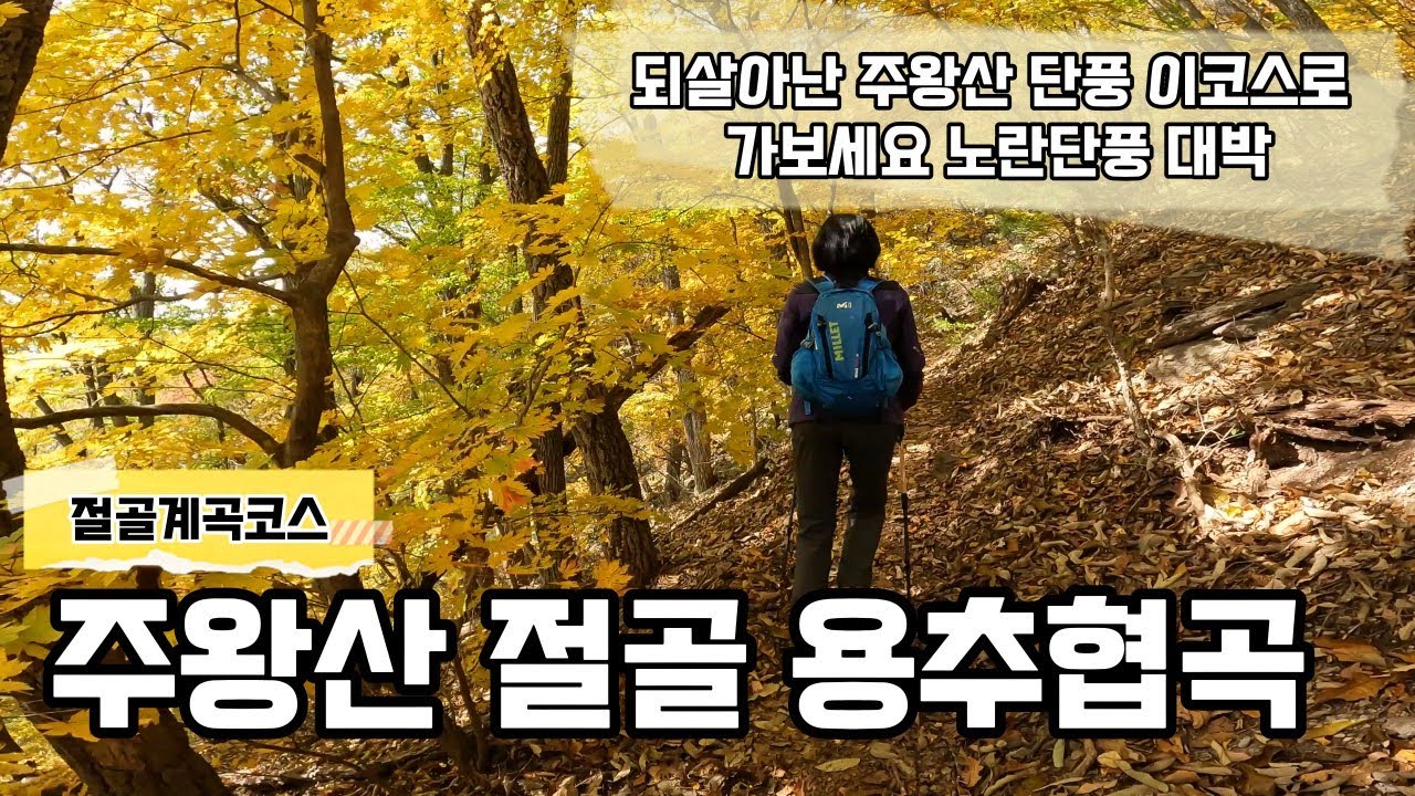 주왕산 절골계곡 | 가메봉 | 용추협곡 | 되살아난 주왕산 노란색 단풍의 향연 | 2025-10-30