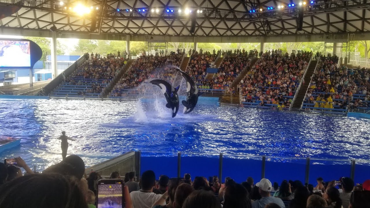 Highlights From Orca Encounter At SeaWorld San Antonio 4/2/23