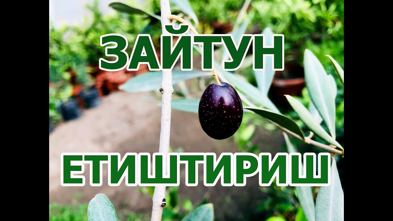 Зайтун етиштириш. Выращивание оливок