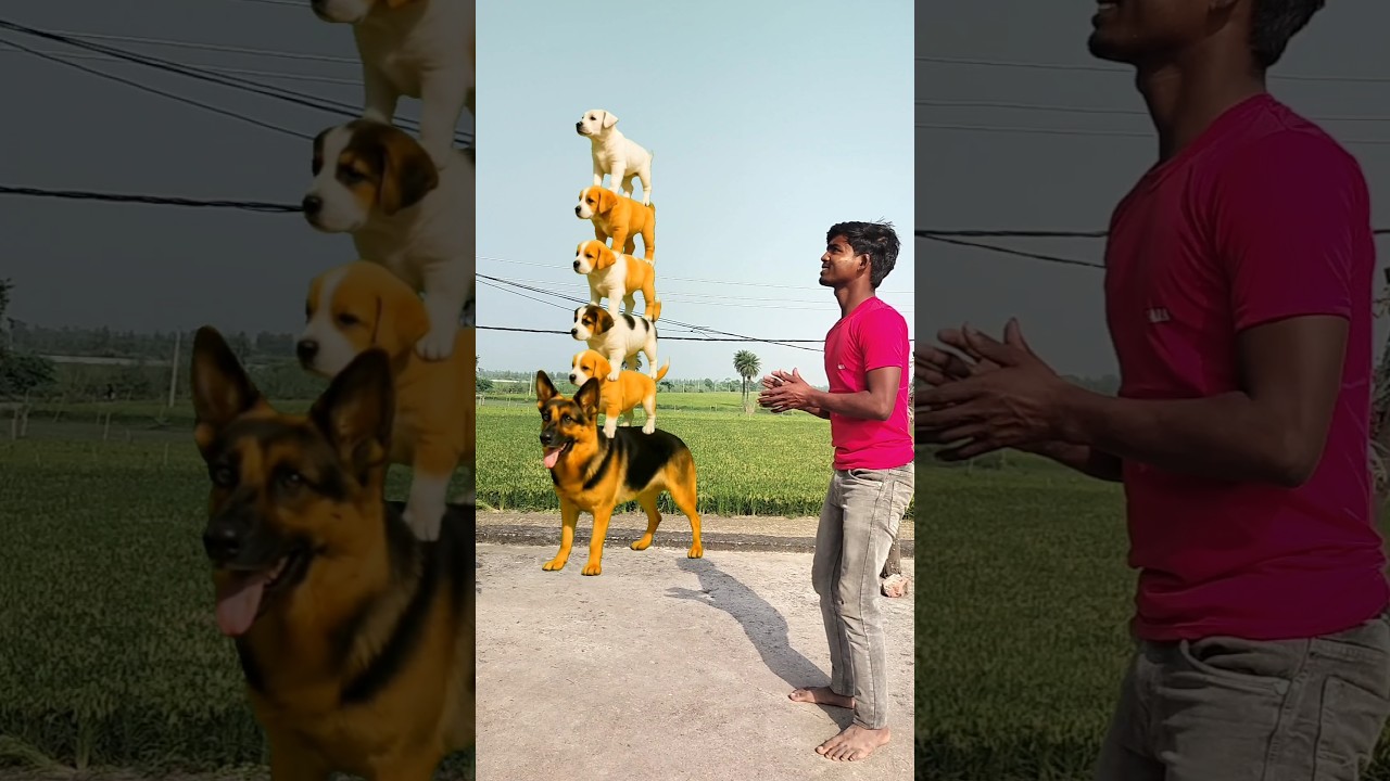 7 dogs are stacked layer by layer. The dog at the bottom is really amazing