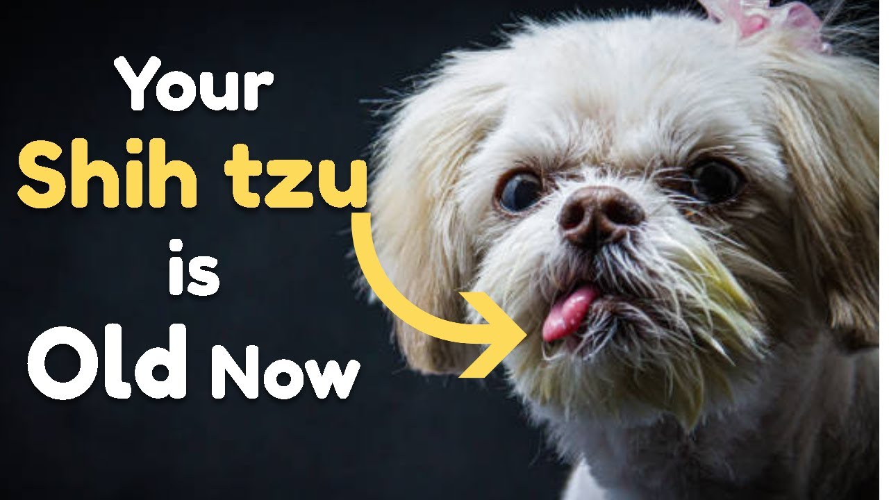 When Shih Tzu is Getting Old, They Do This