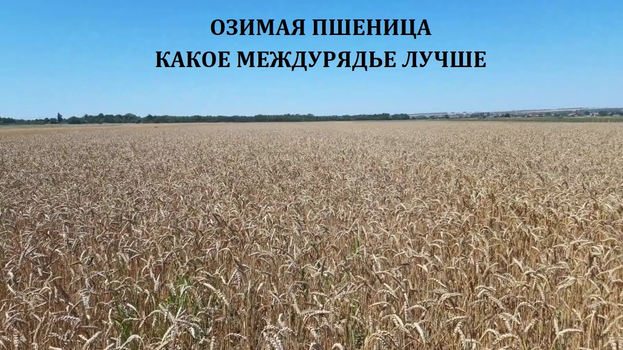 Проверяю различные междурядья при посеве пшеницы: 7,5см, 15см и 15-30см
