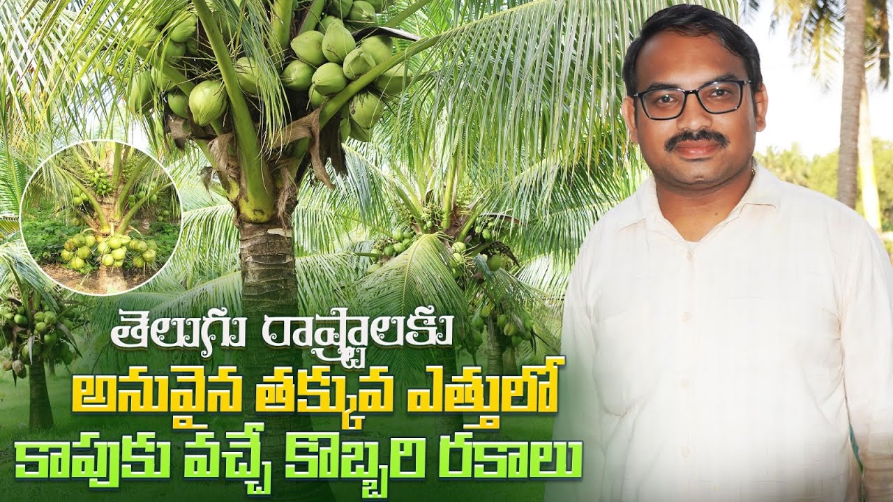 మన వాతావరణంలో పెరిగే కొబ్బరి రకాలు | Best Short Variety Coconut Plants   | AgriTech Telugu